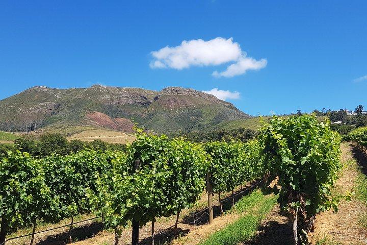 Scenic Private Wine Country Tour