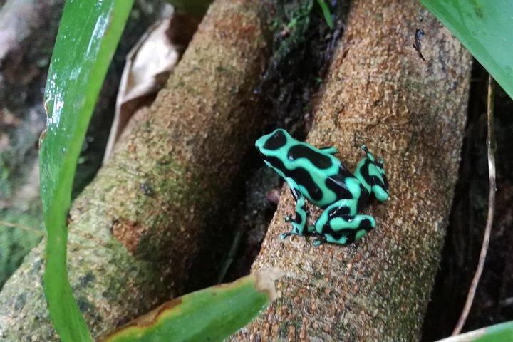 ラ・フォルトゥナでナマケモノウォッチングツアー-野生動物体験