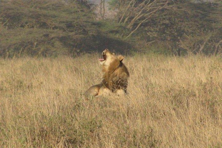 Visite du Parc national de Nairobi