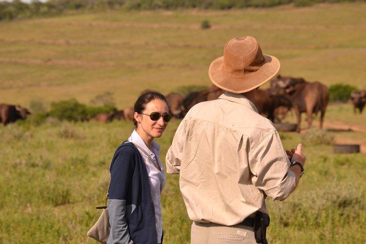 Giraff Walk och Buffalo Experience Combo