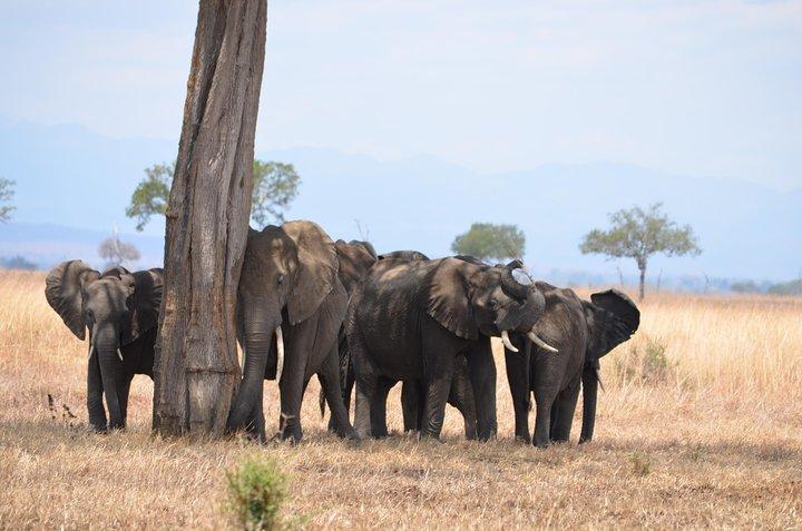 4-dages Serengeti & Ngorongoro Safari Wildlife Wonders of Tanzania