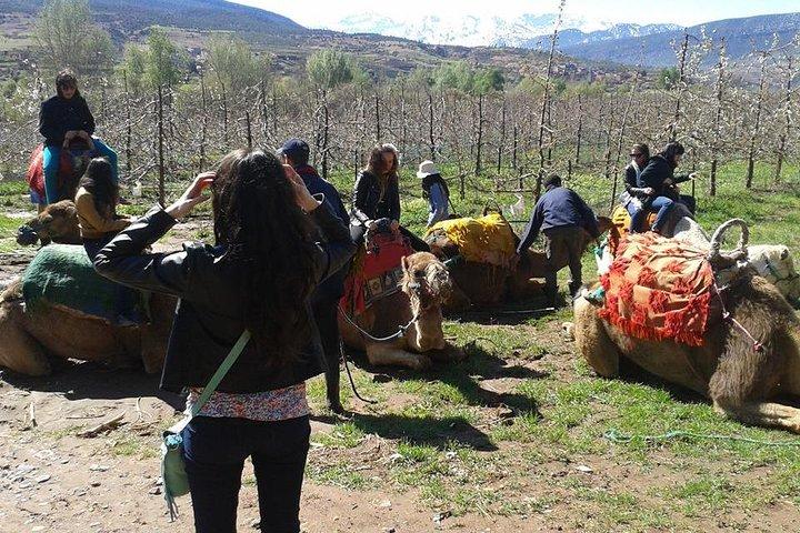 Private Day Trip da Marrakech: Camel Ride and Hike nelle montagne dell'Alto Atlante