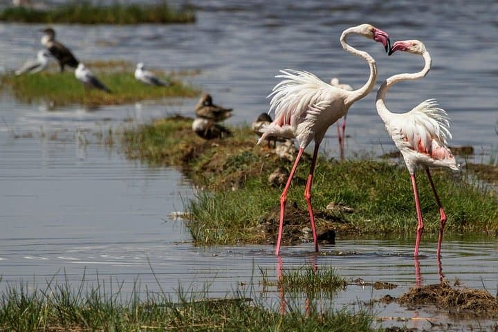 Lake Nakuru/Lake Naivasha Day trip from Nairobi