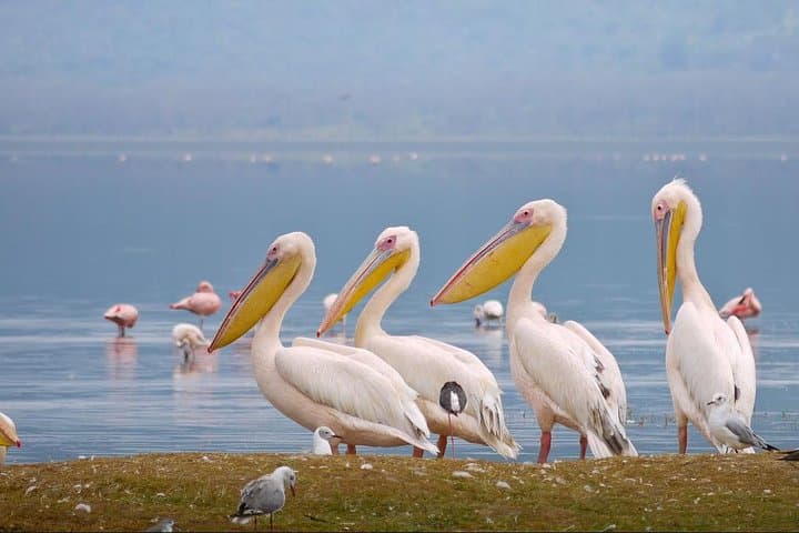 Lake Nakuru/Lake Naivasha Day trip from Nairobi
