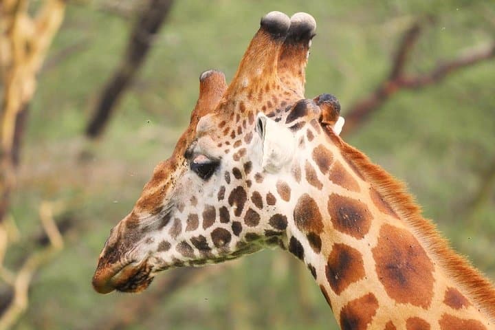 Lake Nakuru/Lake Naivasha Day trip from Nairobi