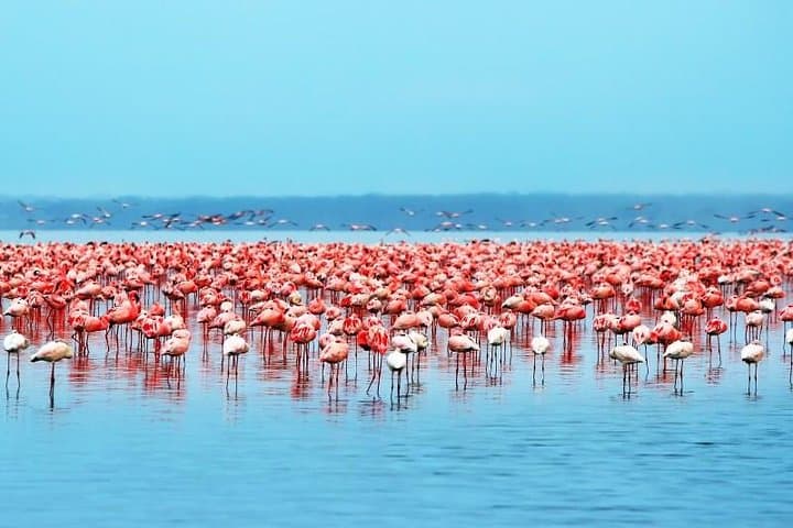 Lake Nakuru/Lake Naivasha Day trip from Nairobi