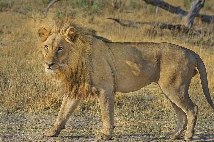 Hluhluwe Imfolozi Big 5 Safari ab Durban