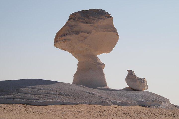 Vit & Svart Desert Safari