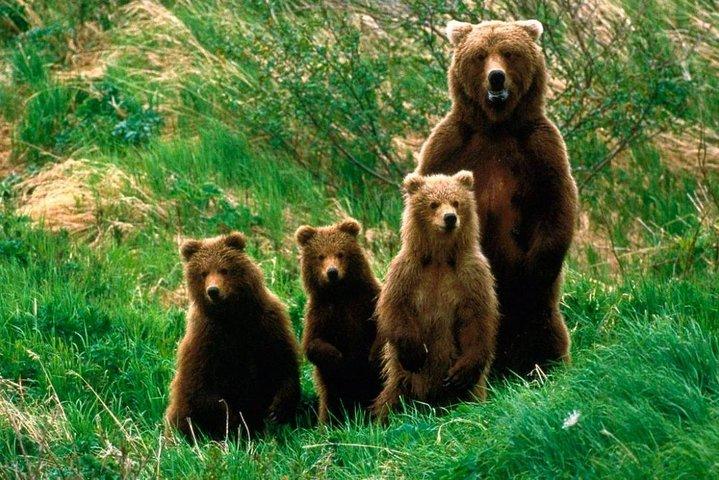 1日旅行ベアサンクチュアリ、ドラキュラ城、ブラショフからラスノフ要塞