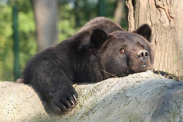 ブラショフからの日帰り旅行ベアサンクチュアリドラキュラカステルとラスノフ要塞