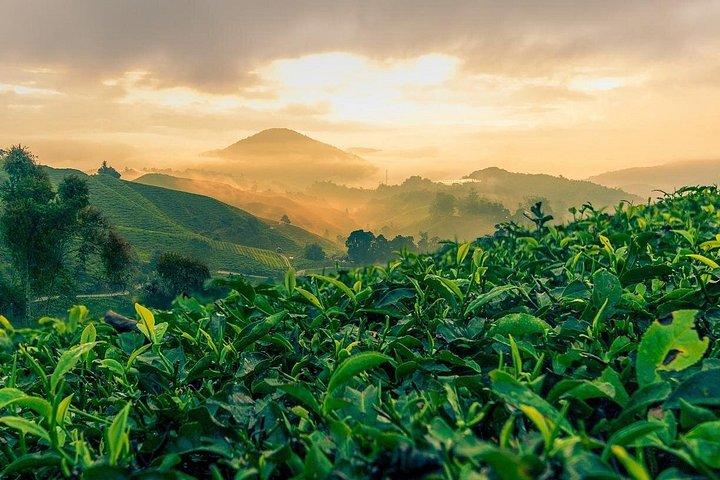 Explore Cameron Highlands: Full-Day Tour with Scenic Batu Caves