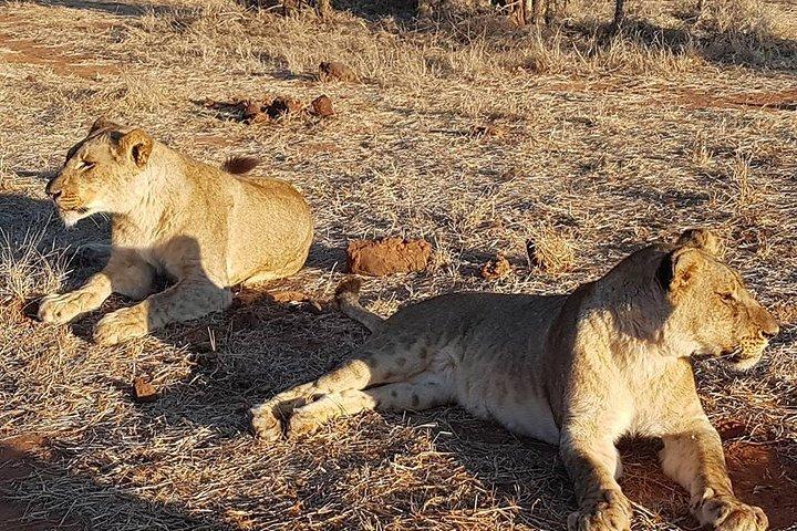 ビクトリアフォールズ発チョベサファリ日帰り旅行 - 少人数グループ