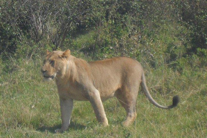 Excursion d'une journée au parc Amboseli au départ de Nairobi