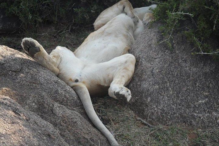 Nairobi National Park 5 Hours Tour