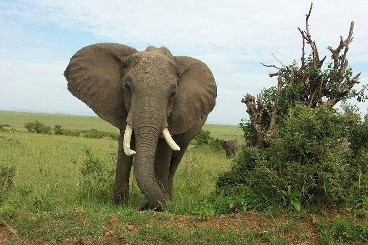 Excursion d'une journée au parc Amboseli au départ de Nairobi
