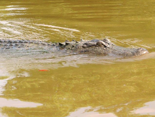ニューオーリンズからの送迎付きエアボートライド