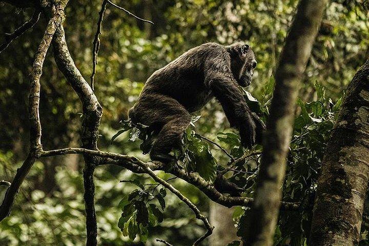 ルワンダチンパンジーのトレッキング、ジップライン、キャノピーウォーク2日間ツアー