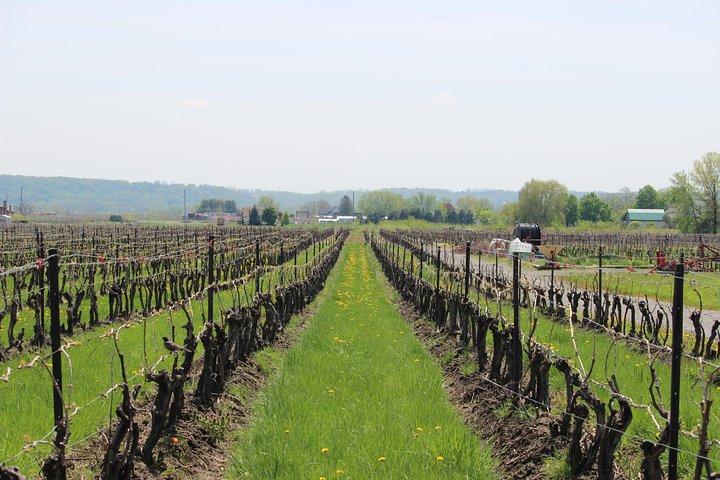 Tra le linee Vino da uva a vetro Experience