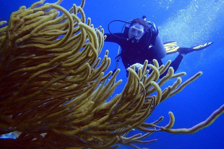 初心者のためのメキシコのカリブ海でのダイビング| 2タンク2ダイブ|オールインクルーシブ