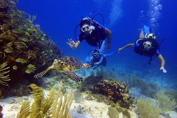 初心者のためのメキシコのカリブ海でのダイビング| 2タンク2ダイブ|オールインクルーシブ