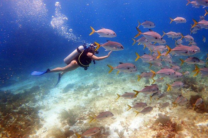 初心者のためのメキシコのカリブ海でのダイビング| 2タンク2ダイブ|オールインクルーシブ