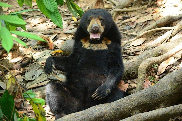 Sepilok Orang Utan e Bornean Sun Bear Center con Sandakan City Tour con pranzo