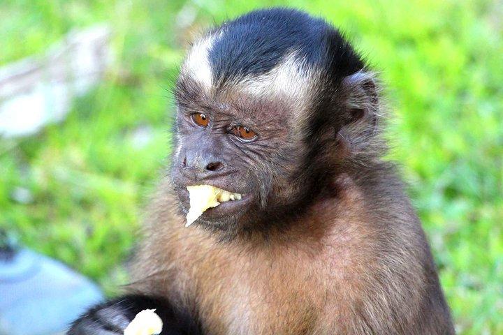 Iquitos: excursion de 4 jours et 3 nuits dans la jungle amazonienne