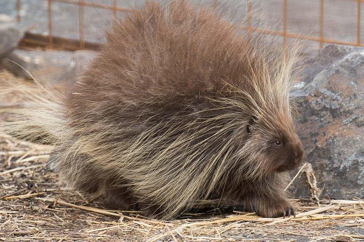 無料のホテル送迎付きアラスカ野生生物の日帰りツアー