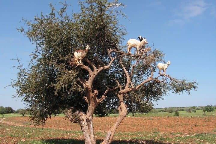 Essaouira full-Day Trip From Marrakech