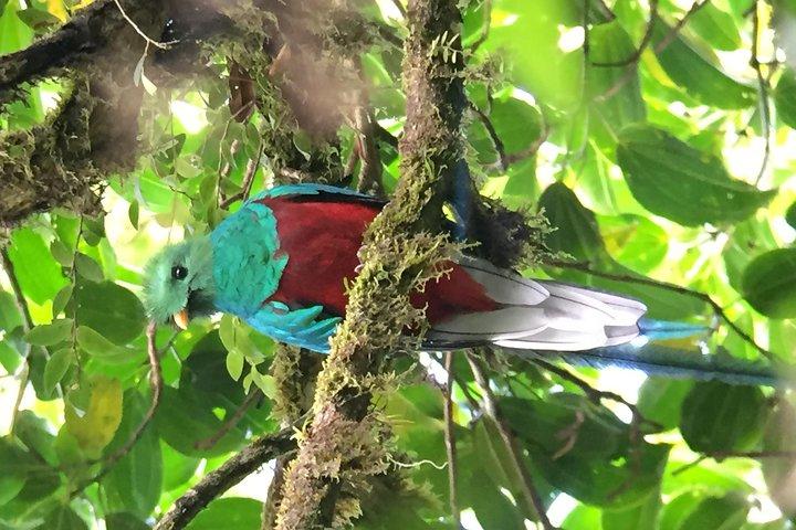 Vogeltour Curi cancha