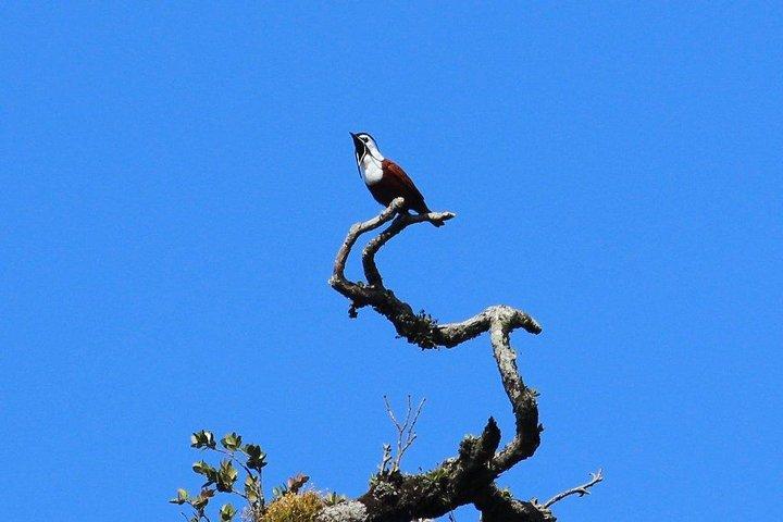 Vogeltour Curi cancha