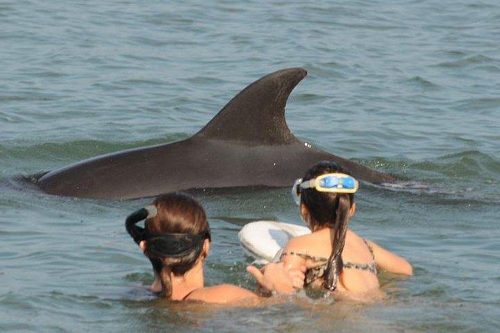 Assista e nade com golfinhos na natureza