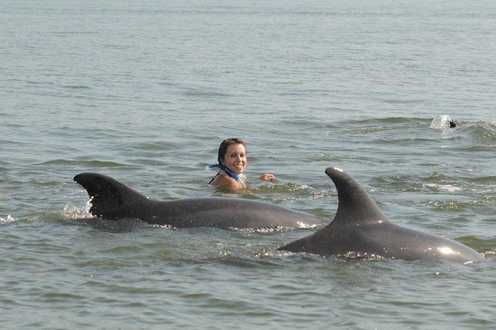 Assista e nade com golfinhos na natureza