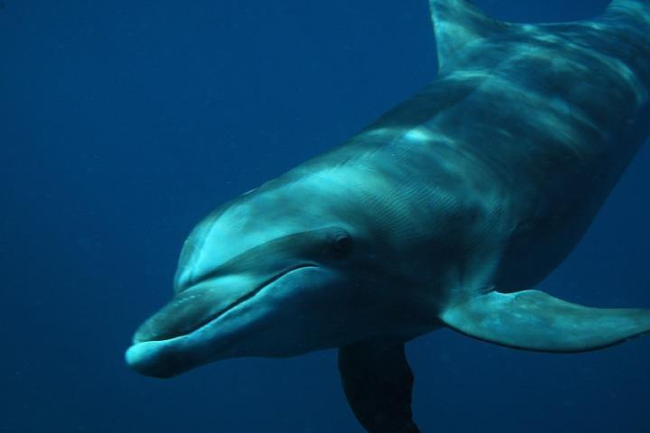 Guarda e nuota con i delfini in natura