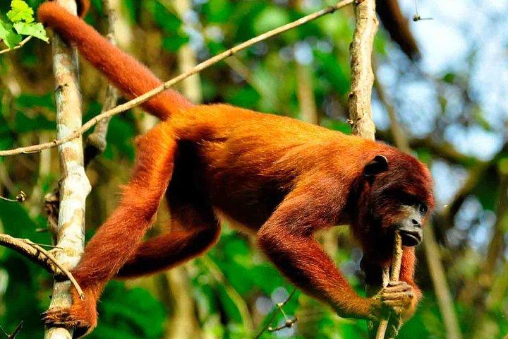 3 dage 2 nætter - Peruvian Tambopata Jungle