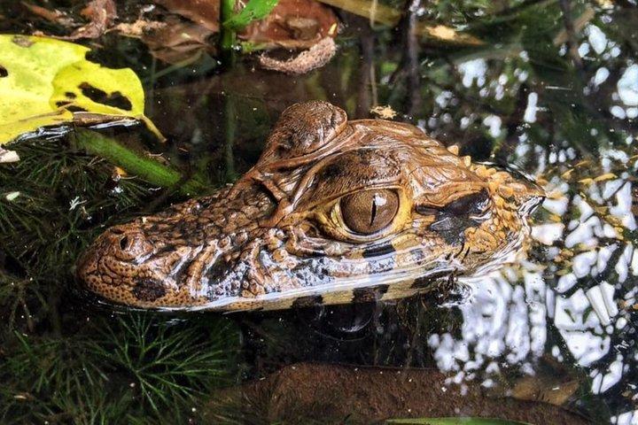 4 dage 3 nætter - Peruvian Tambopata Jungle