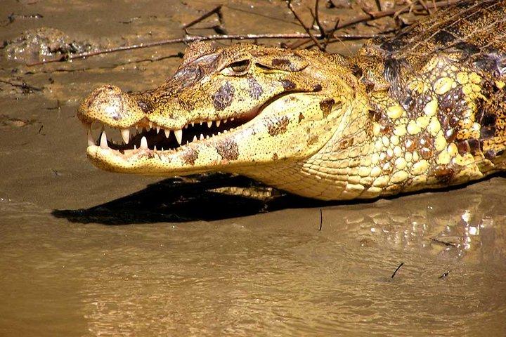 4 dage 3 nætter - Peruvian Tambopata Jungle