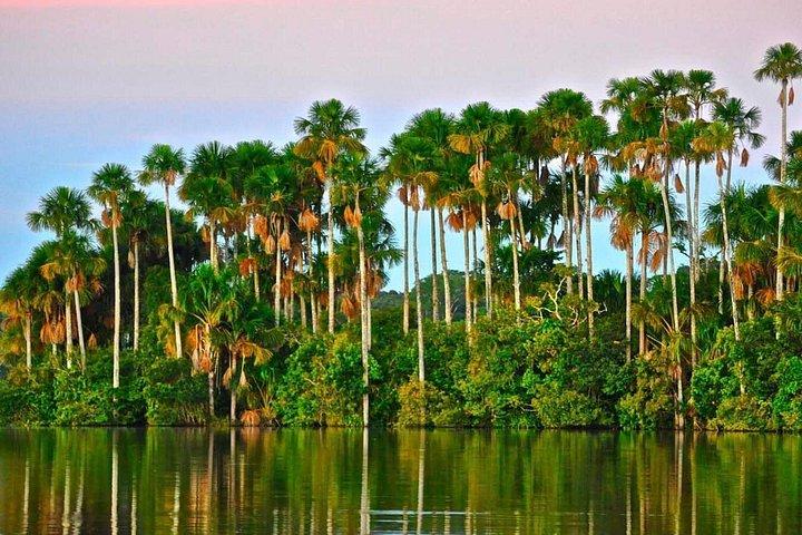 2 dagar 1 natt - Peruvian Tambopata Jungle