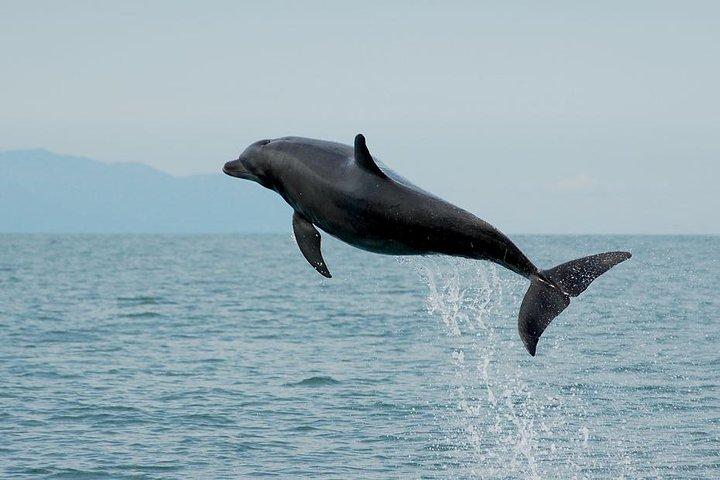 Assista e nade com golfinhos na natureza