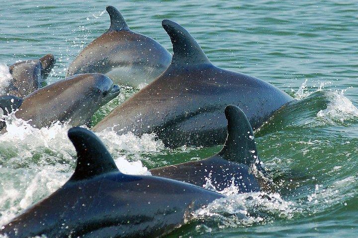 Assista e nade com golfinhos na natureza