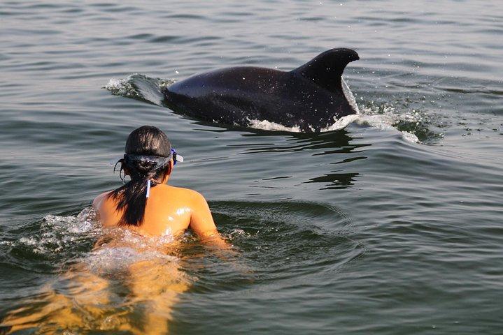 野生のイルカを観察して一緒に泳ぐ