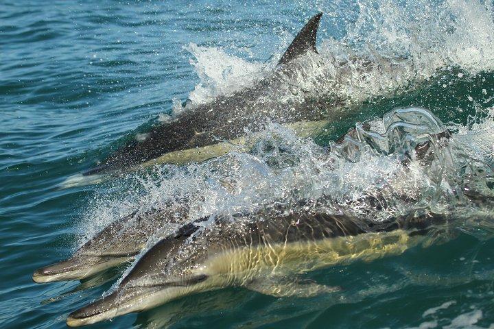 Private Tour: Hermanus Whale Watching Boat Trip & Wine Tasting
