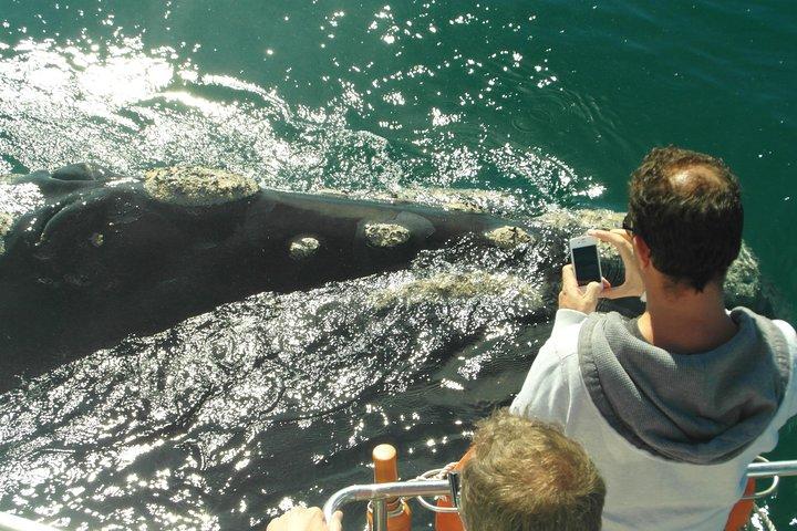 Private Tour: Hermanus Whale Watching Boat Trip & Wine Tasting