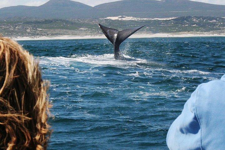 Private Tour: Hermanus Whale Watching Boat Trip & Wine Tasting