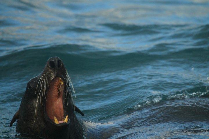 Private Tour: Hermanus Whale Watching Boat Trip & Wine Tasting