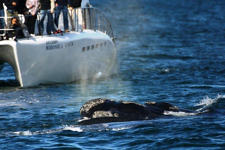 Private Tour: Hermanus Whale Watching Boat Trip & Wine Tasting