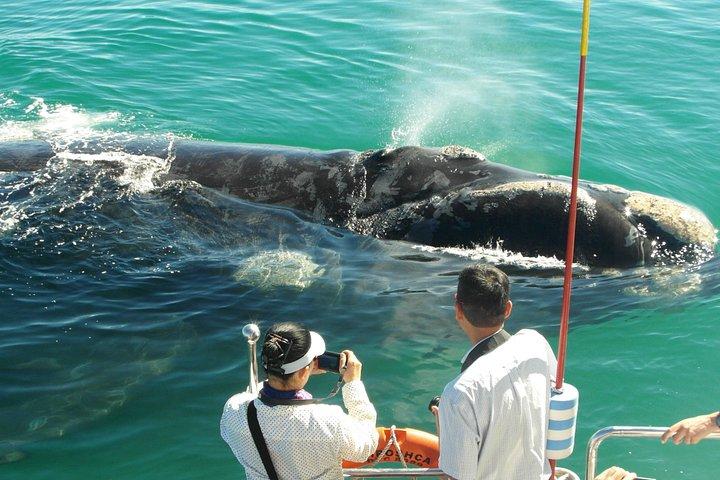 Private Tour: Hermanus Whale Watching Boat Trip & Wine Tasting