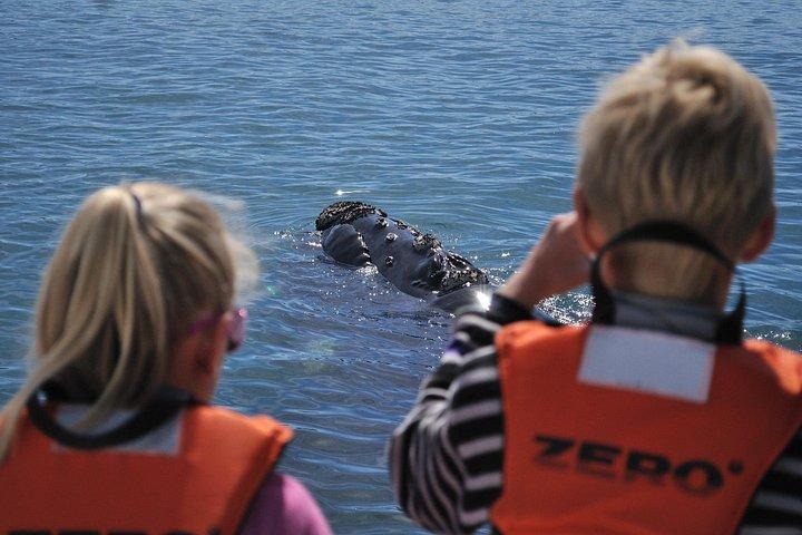 Private Tour: Hermanus Whale Watching Boat Trip & Wine Tasting