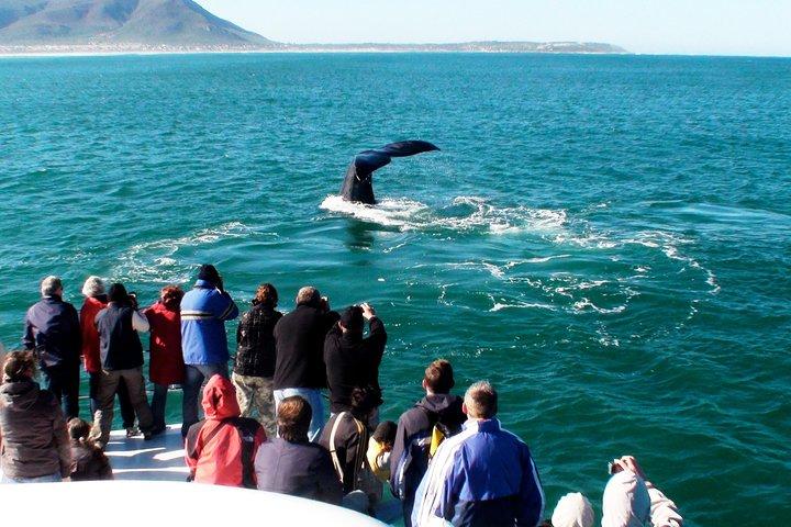 Private tur: Hermanus Whale observation båd tur & vinsmagning