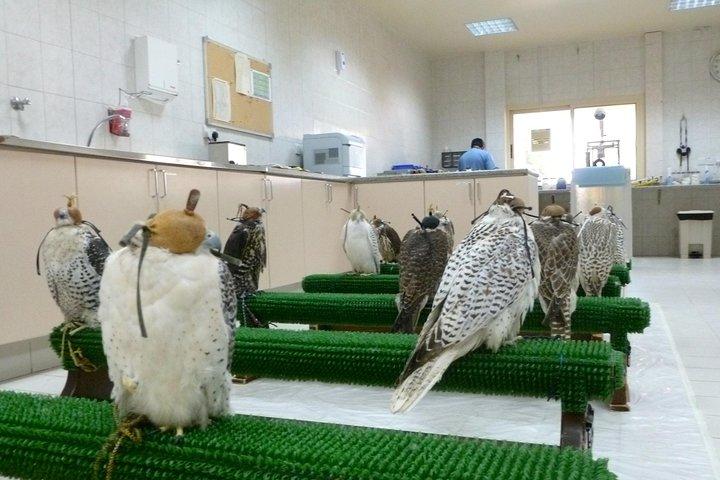 Guided Falcon Hospital Tour Abu Dhabi